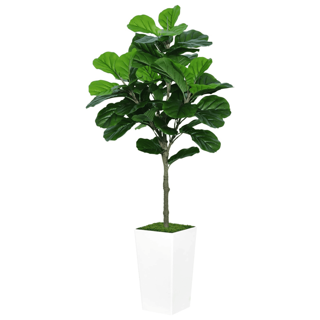 Tall fiddle leaf fig in a white planter. Lush, realistic, and perfect for adding fresh greenery.