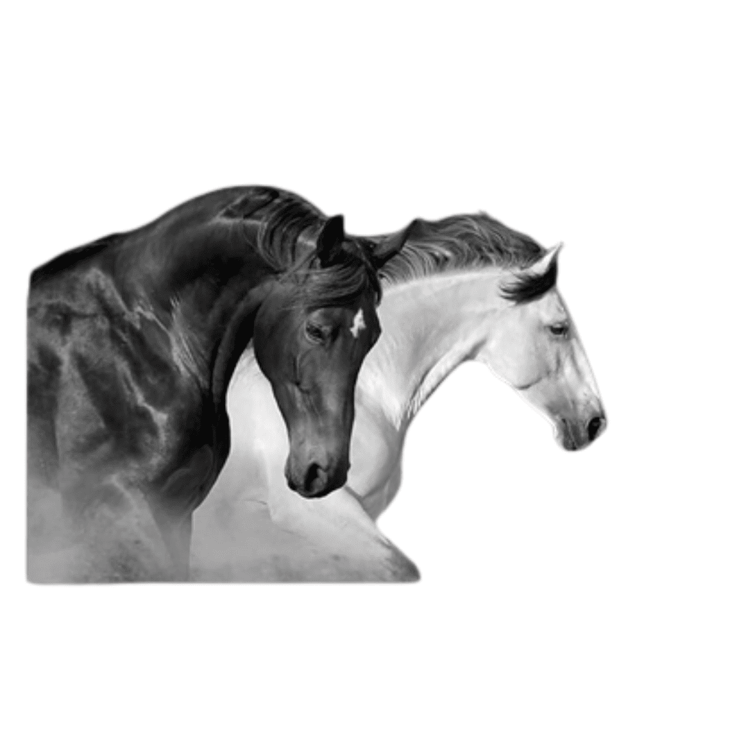 Black and white running horses canvas wall art in gallery wrap style