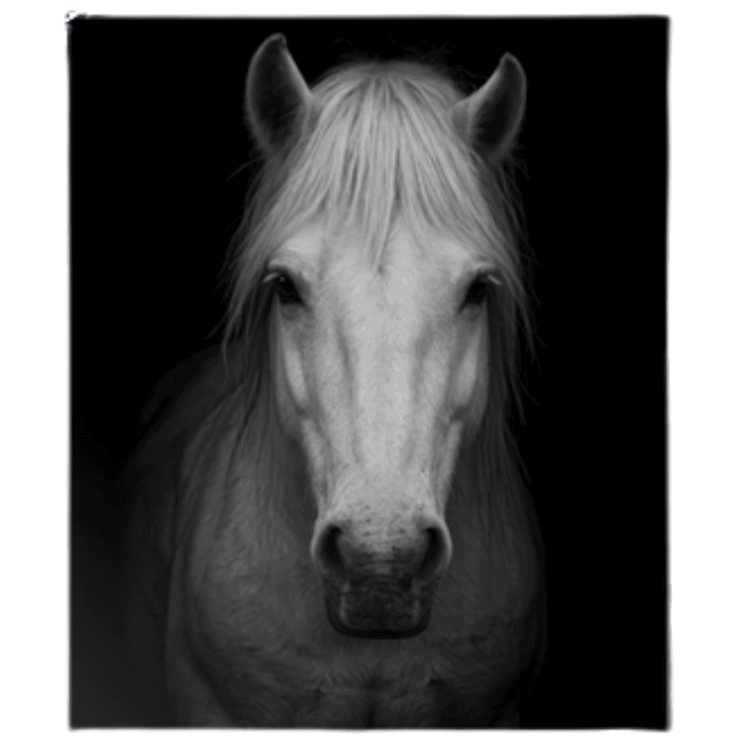 Majestic white horse black and white portrait wall art