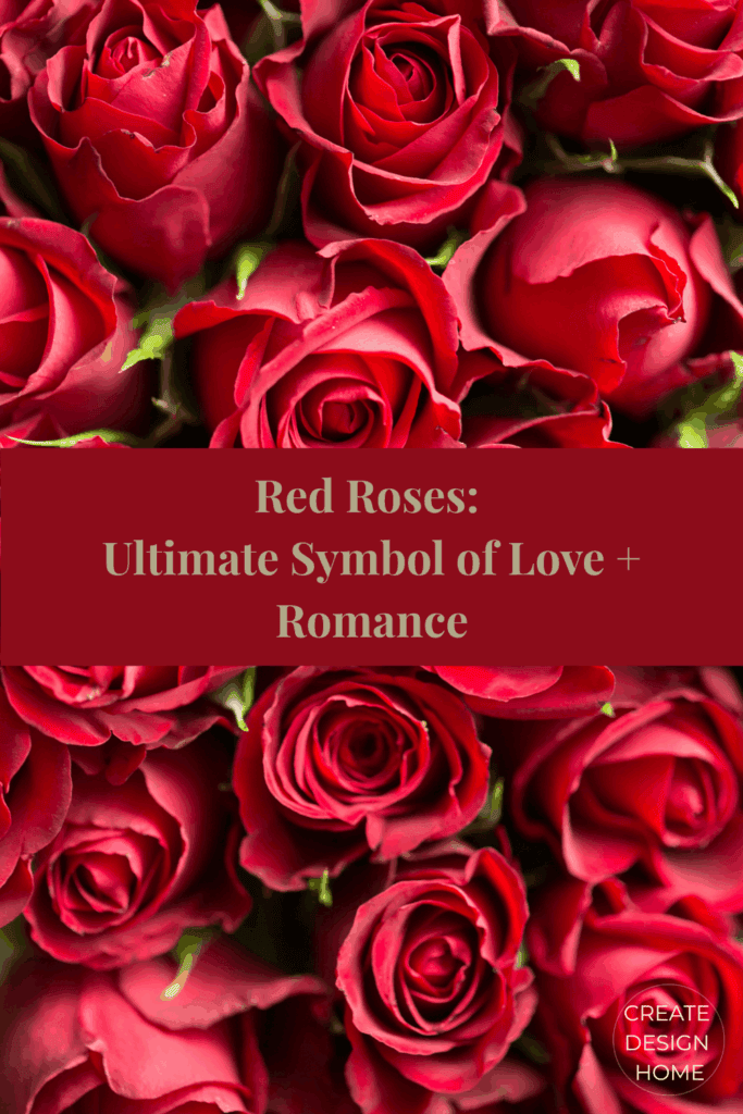 Close-up of red roses symbolizing love and romance.