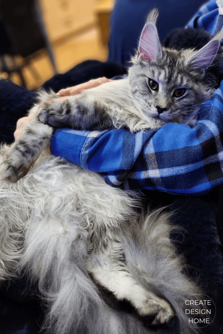 Cat resting comfortably on a blanket reflecting Ichigo Ichie, one moment one meeting, and peaceful everyday companionship.