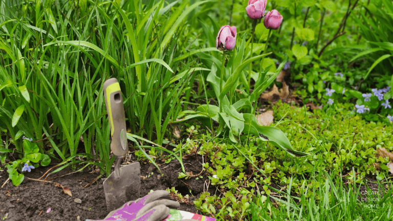 Garden flowers and greenery representing Ikigai, reason for being through nature and seasonal living