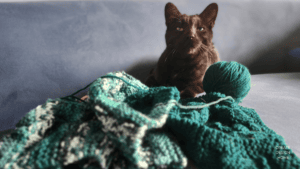 Black cat resting on a textured green blanket representing Ikigai, reason for being and the quiet comfort of everyday life.