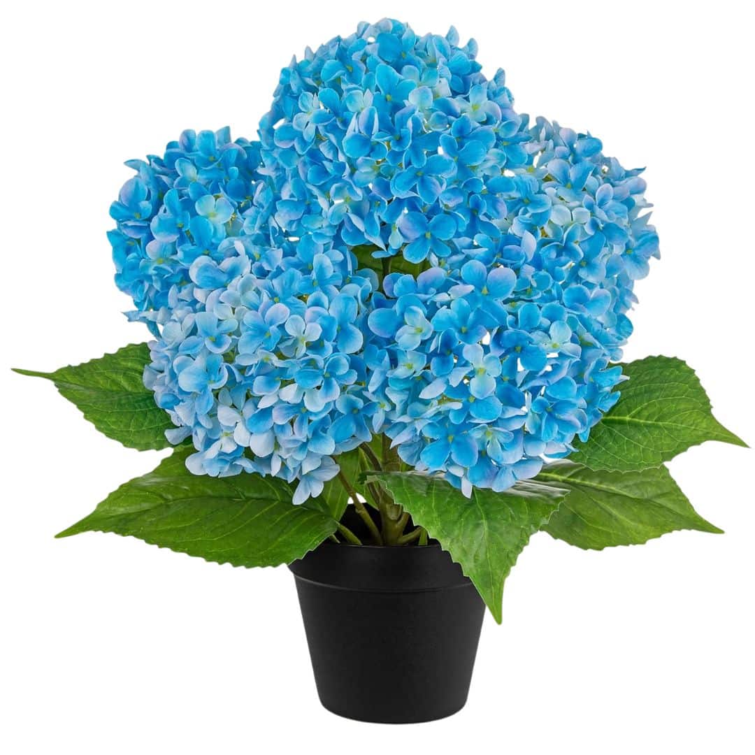 Blue faux hydrangea plant in a black pot