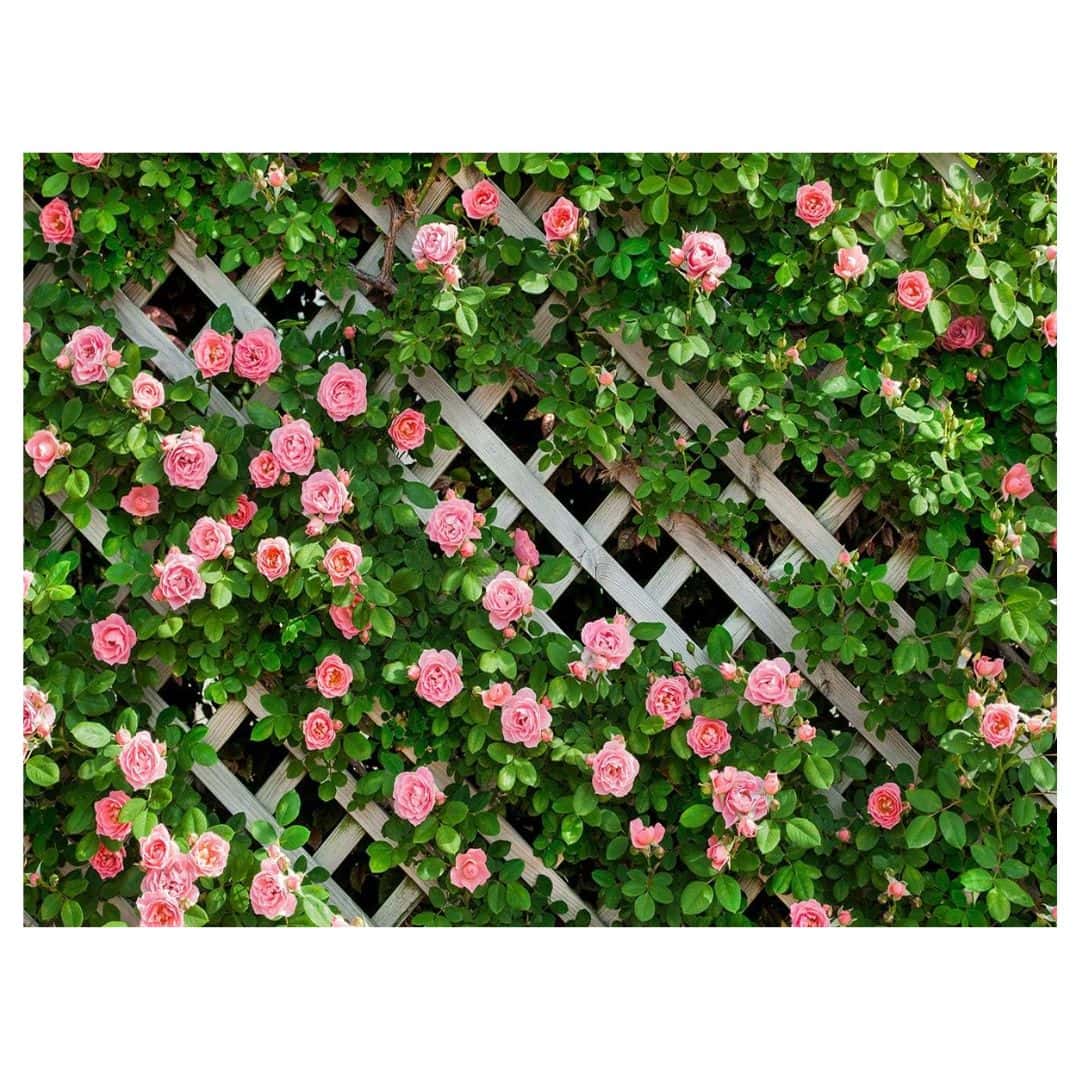 Large English garden floral backdrop used as a garden party selfie wall.
