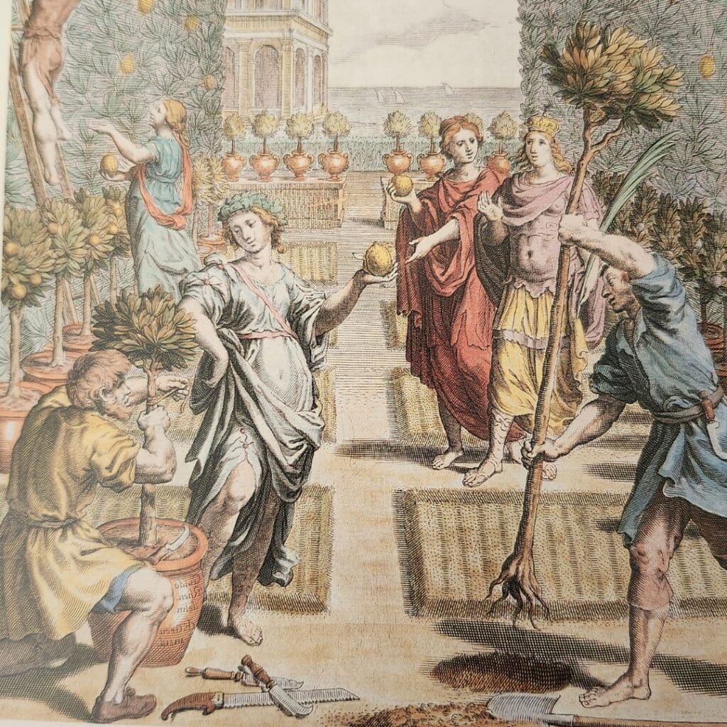 Seventeenth-century illustration of citrus trees and gardeners from Ferrari’s Hesperides