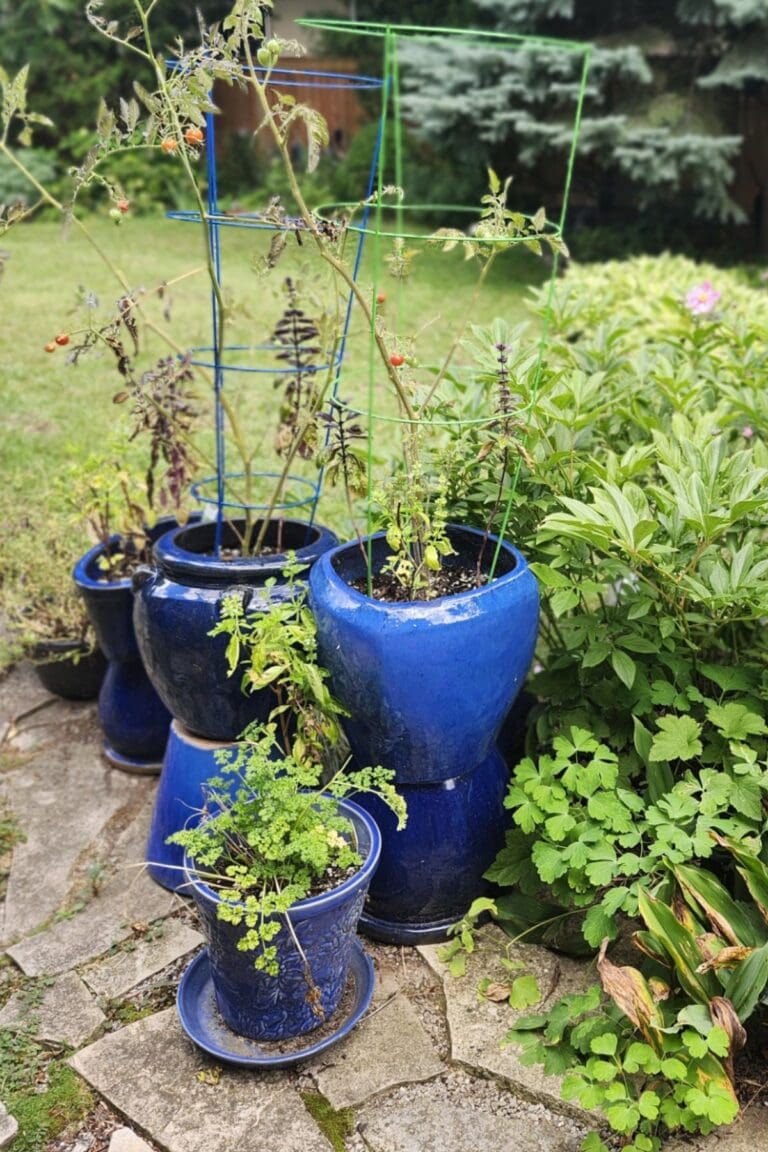Cobalt blue garden pots in different sizes grouped among green plants.