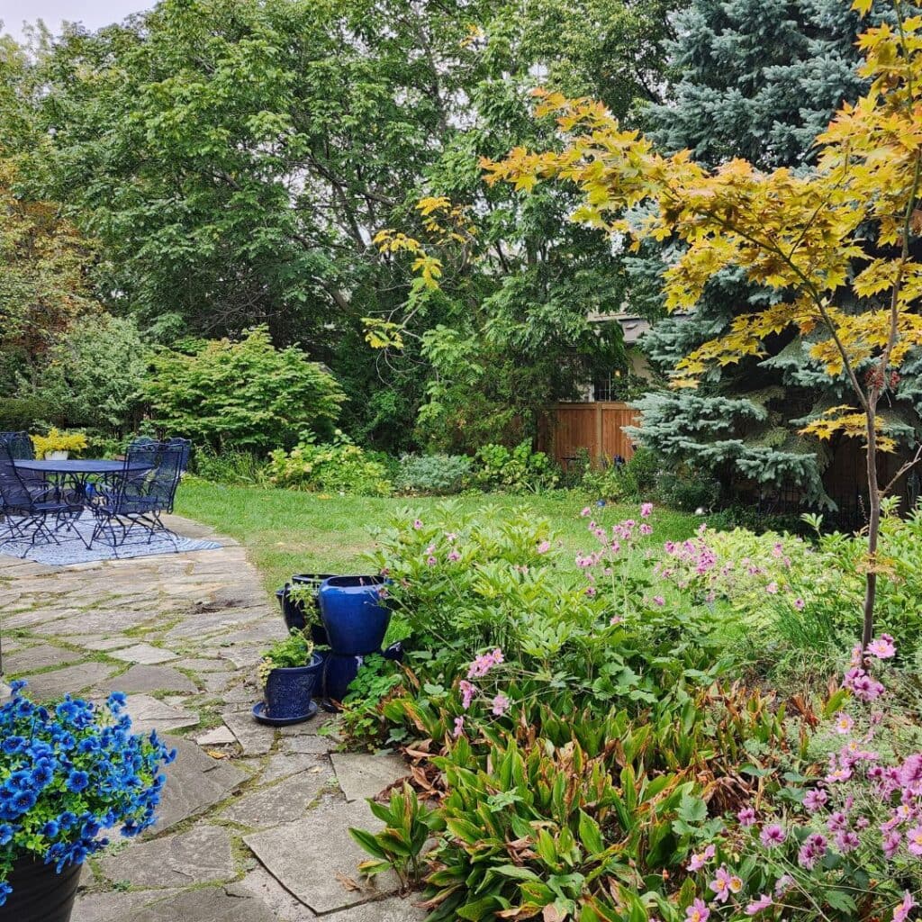 Colourful garden with blue pots and furniture, pink flowers and a golden Japanese maple