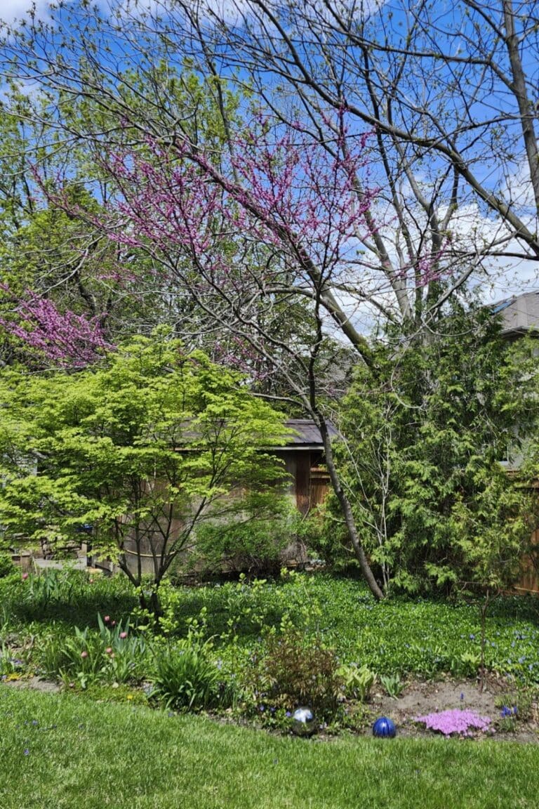 Early spring garden with layers of pink, purple and fresh green planting.