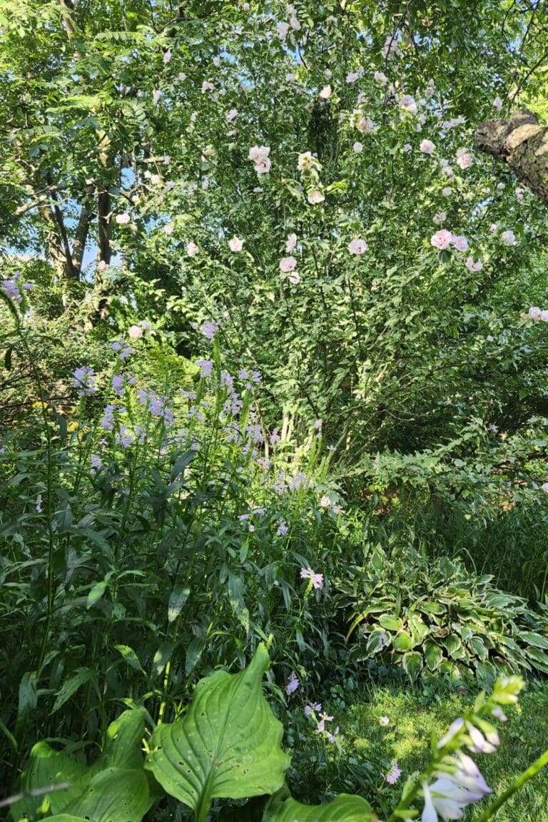 Late summer garden with layered green foliage and pink, blue and purple flowers.